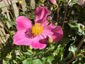 Anemone "Little Breeze Candy"