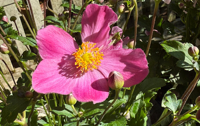 Anemone "Little Breeze Candy"