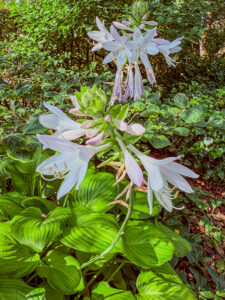 Hosta, Funkie, Herzblattlilie