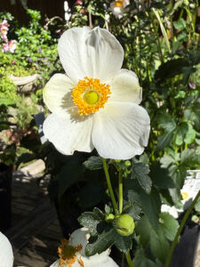 Anemone "Pretty Lady Maria"