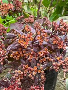 Sedum "Choclate Cherry"