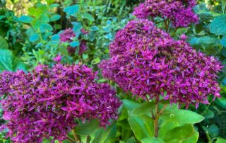 Sedum "Herbstzauber"