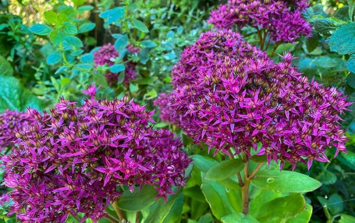 Sedum "Herbstzauber"