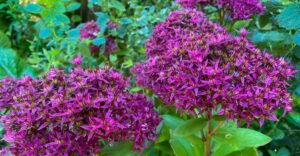 Sedum "Herbstzauber"