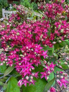 Sedum "Pure Joy"