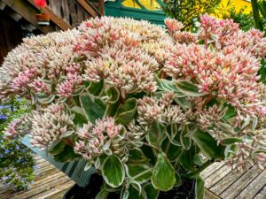 Sedum "La vie en Rose"