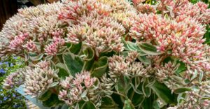 Sedum "La vie en Rose"