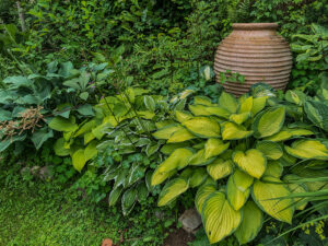 Hosta, Funkie, Herzblattlilie