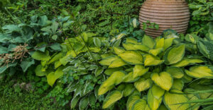 Hosta, Funkie, Herzblattlilie