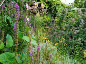 Bild: ORF/Leopold Mayrhofer/Natur im Garten/Leopold Mayrhofer, A.Wildgansstr. 3382 LOOSD.