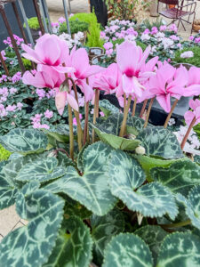 Cyclame "Petit Moulin"