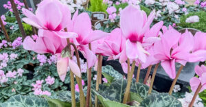 Cyclame "Petit Moulin"