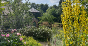 Üppige Blütenpracht in vielen Gärten rund um Dublin