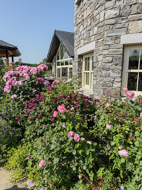 Kilgar House – Rosen überall Kilgar House - Rosen überall