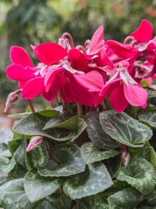 Rote Regenschirm-Cyclame