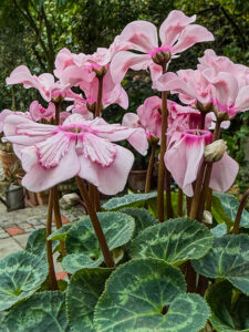 Alpenveilchen - Sonnenschirm-Blüte