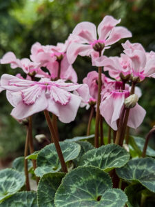 Alpenveilchen - Sonnenschirm-Blüte