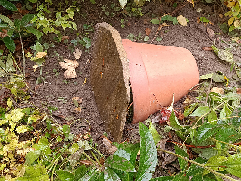 Bild: Leopold Mayrhofer/Natur im Garten Bild: Leopold Mayrhofer/Natur im Garten