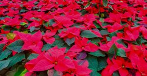 Weihnachtssterne warten auf den Verkauf