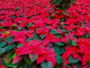 Weihnachtssterne warten auf den Verkauf