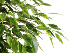 Birkenfeige (Ficus benjamin)