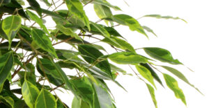 Birkenfeige (Ficus benjamin)