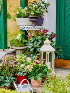 Christrosen in allen Farben