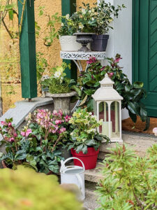 Christrosen sind ideal als Schmuck vor Haust&uuml;ren