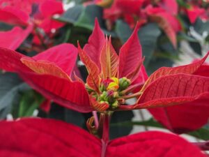 Weihnachtsstern mit Bl&uuml;ten (die kleinen "Kugerl")
