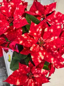 Eine Weihnachtsstern-Neuz&uuml;chtung "Sky Fantasie"