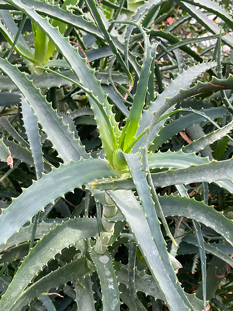 Aloe Vera Aloe Vera