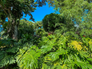 Fensterblatt (Monstera) im Regenwald