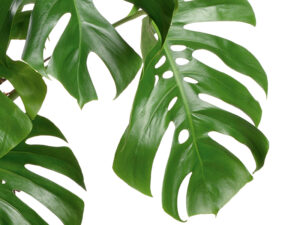 Fensterblatt (Monstera)