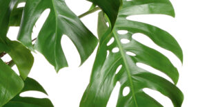 Fensterblatt (Monstera)