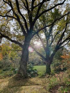 Geh&ouml;lze sind im Herbst und Winter die Strukturgeber