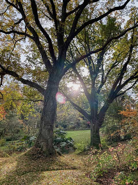 Gehölze-sind-im-Herbst-und-Winter-die-Strukturgeber Gehölze sind im Herbst und Winter die Strukturgeber