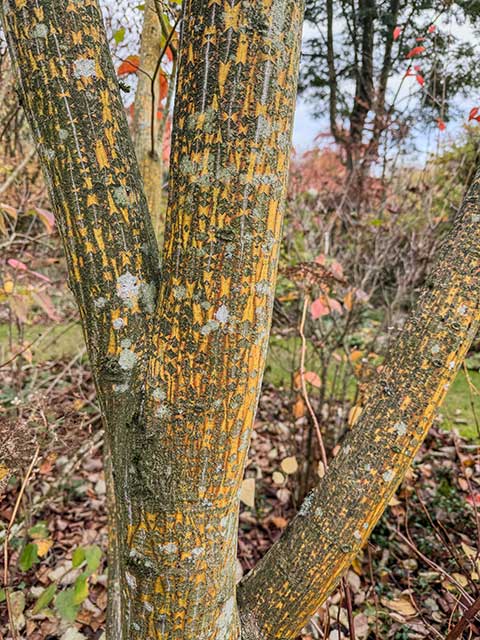 Gold-Streifenahorn Gold-Streifenahorn