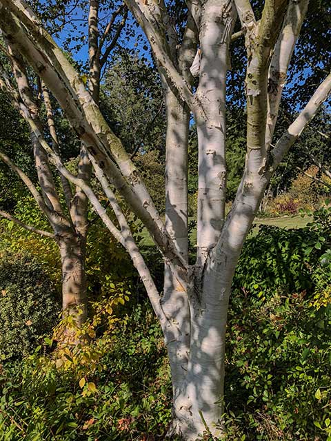 Himalaya-Birke Himalaya-Birke