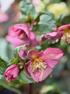 Christrose "ice and roses"