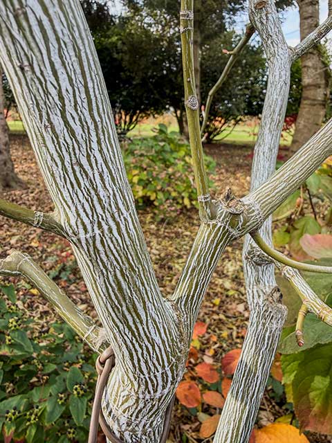 Koreanischer Schlangenhaut-Ahorn Koreanischer Schlangenhaut-Ahorn