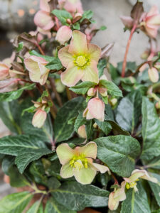 Maestro - eine Sorte mit rosa &uuml;berhauchten Bl&uuml;ten