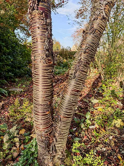 Mahagoni-Kirsche Mahagoni-Kirsche