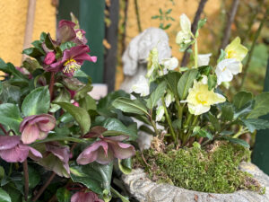 Christrosen mit Moos abgedeckt