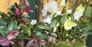 Christrosen mit Moos abgedeckt