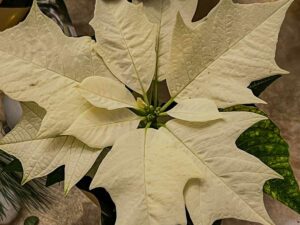 Wei&szlig;er Weihnachtsstern