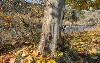 Rinde der Platane
