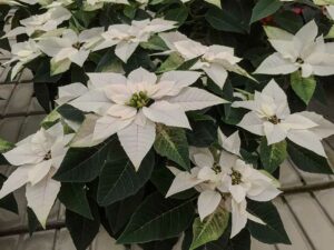 Wei&szlig;er Weihnachtsstern "Princettia" - eine neue Z&uuml;chtung