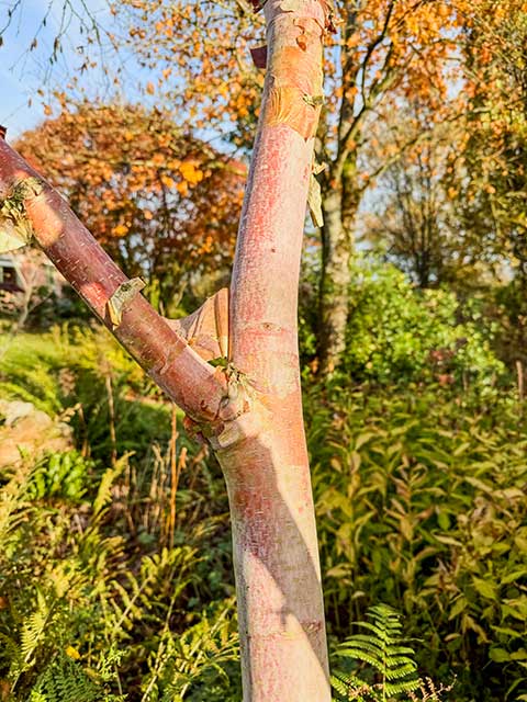 Rote China-Birke Rote China-Birke