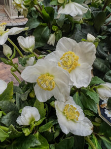 Traditionelle wei&szlig;e Christrose