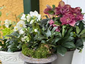 Christrosen mit Moos